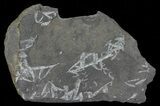 Fossil Graptolites (Didymograptus) - Great Britain #66613-1